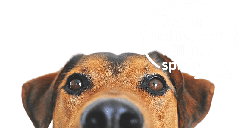 Hund schaut hinter Mauer hervor