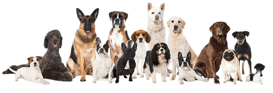 Hunderassen