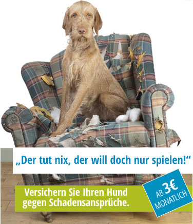 Hund richtig versichern